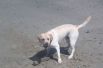 Прогулка с собакой по берегу Дона обернулась для Александры Сурковой приключением с участием полиции. Пёс нашёл в воде боевую гранату.