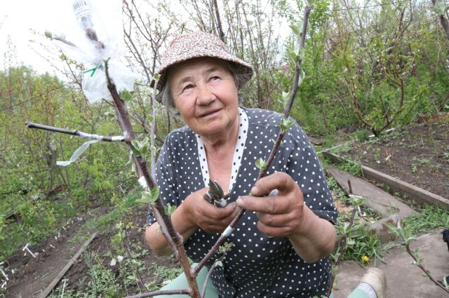 У садоводов-энтузиастов в испытании уже 48 сортов вишни войлочной.