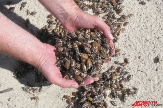Побережье Балтийского моря оказалось усыпано майскими жуками.