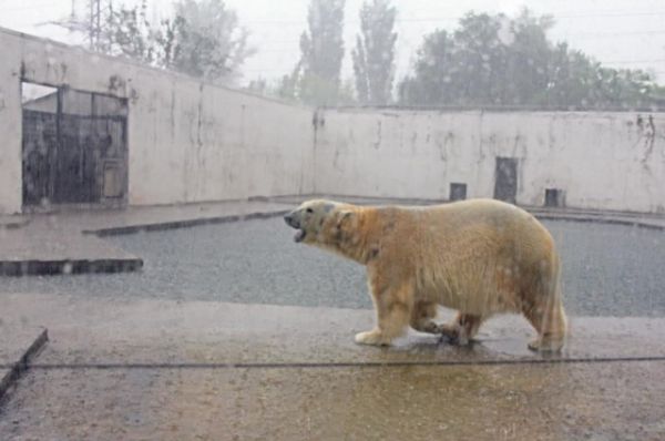 Сегодня в донской столице можно увидеть двух белых медведей: 12-летнего старожила Якута и трёхлетнюю любимицу публики Комету.