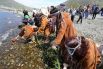 С помощью ритуальных действий во время праздника заманивают рыбу в камчатские реки.