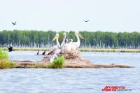 На Крутинских озёрах 250 лет назад обитали белые журавли, сейчас - пеликаны.