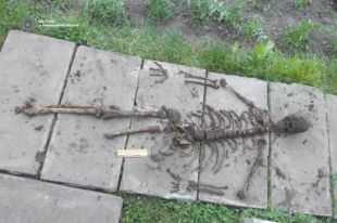 Останки человеческого скелета