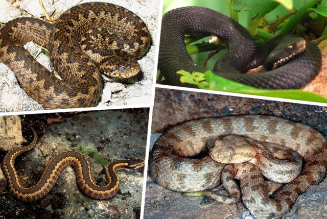 На один укус. Шесть видов ядовитых змей, живущих в Адыгее | ОБЩЕСТВО: Архив  | ОБЩЕСТВО | АиФ Адыгея