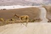 Пустыня Атакама считается самой сухой пустыней Земли. Атакама находится в Южной Америке на севере Чили. В некоторых местах пустыни дождь выпадает раз в несколько десятков лет. 