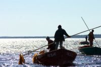 Ягоды, грибы, рыба, морские водоросли - всё это испокон веков кормило Архангельскую область. На фото - добыча водорослей.