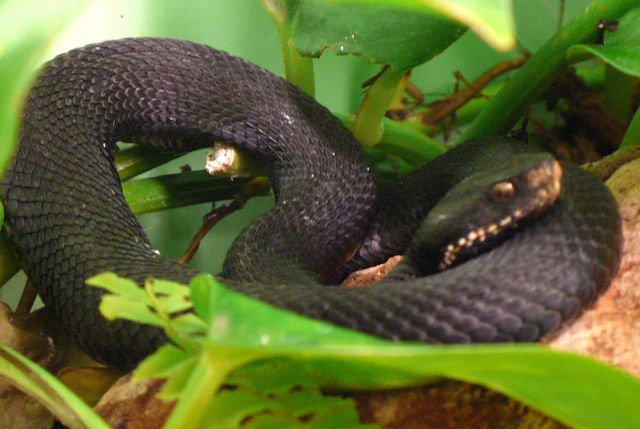 Змеи Черного Моря Фото