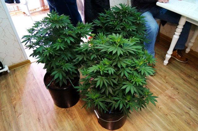 Выращивание кустов конопли марихуана ф