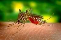Жалобы на комаров поступают из самых разных уголков Крыма.