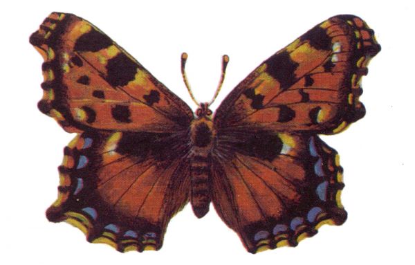 Многоцветница садовая – очень редкая бабочка, которую часто путают с шоколадницей. Охраняется в Башкортостане, Смоленской и Ростовской областях.
