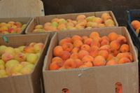 Калининградец съел и потерял 6 кг украденных абрикосов, скрываясь от погони