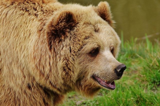 Некоторые медведи сначала едят сгущёнку - и только затем рыбу. 