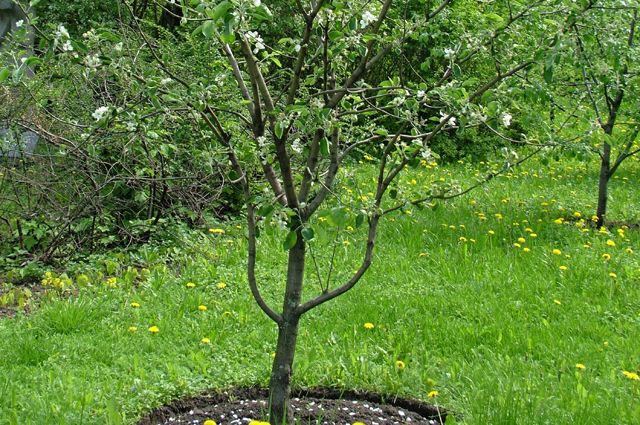 яблоня плодовая дерево. почему плодовые деревья. яблоня хубейская. нектарин дерево. почему плодовые деревья.