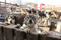 В Новосибирске стали чаще избивать собак.