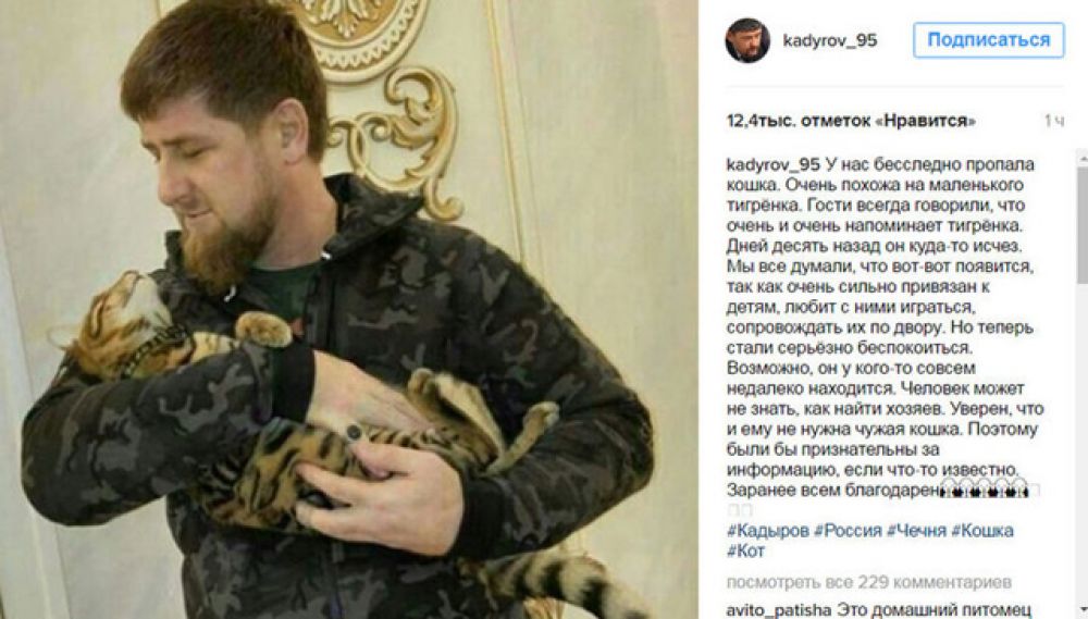 Усатые-полосатые, кстати, сбегали не только от Председателя Правительства, но и от главы Чечни Рамзана Кадырова. Весной этого года через Твиттер он искал кота-беглеца породы тойгер. Котов этой породы называют «игрушечными тигрятами».