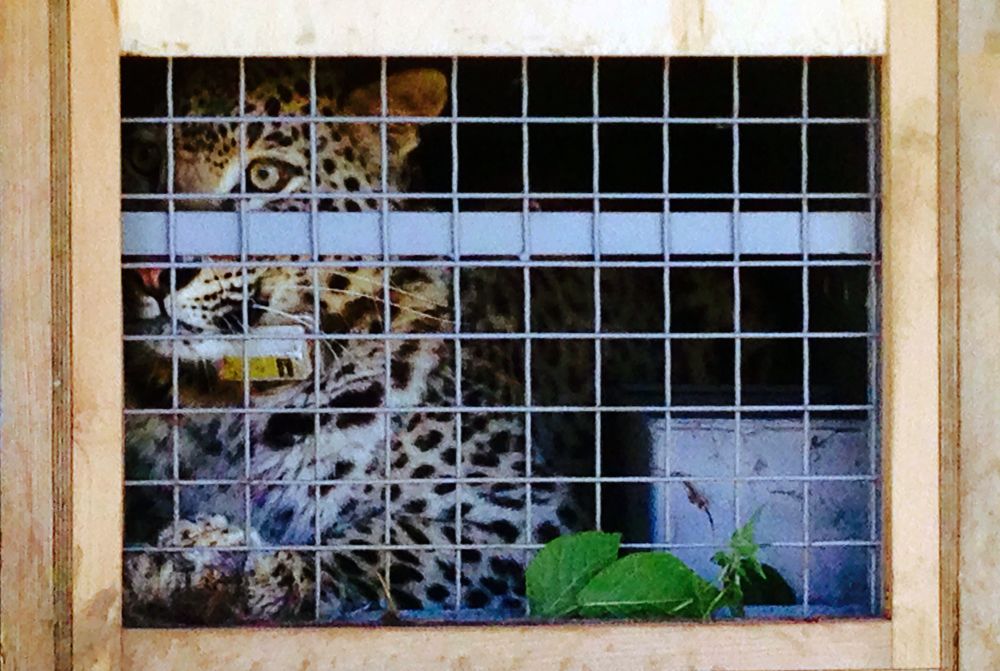Переднеазиатский леопард в клетке.