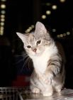 Манчкин. При средней длине тела лапки манчкинов короче, чем у обычных кошек в 2-3 раза, из-за этой особенности их иногда называют таксами. 