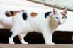 Мэнкс или Мэнская кошка. Отличительной особенностью этих кошек обычно считается отсутствие хвоста, хотя в действительности не все представители этой породы бесхвосты. У хвостатых мэнских кошек длина хвоста может варьироваться от короткого «обрубка» до хвоста практически нормальной длины. Отсутствие хвоста является результатом естественной мутации. 