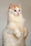 Турецкий ван. Считается одной из древнейших пород домашних кошек в мире.  Классическим окрасом шерсти является так называемый ванский окрас, когда в красно-каштановый цвет окрашен хвост, такого же цвета пятна располагаются на мордочке, а остальная шкурка белоснежная. По легенде, багряные отметины у кошек — благословение языческого солнечного божества.