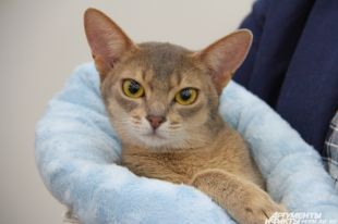 Кот