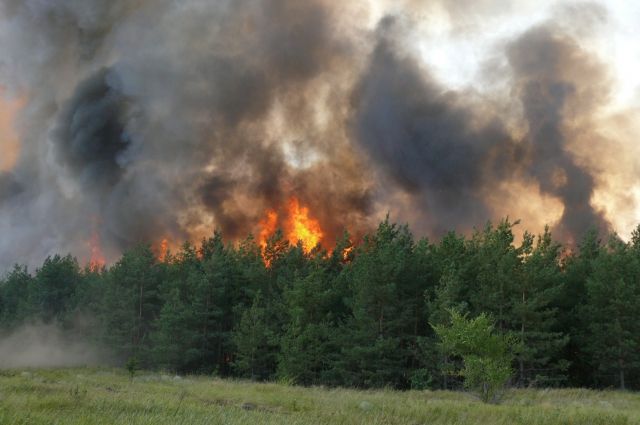 Леса продолжают гореть