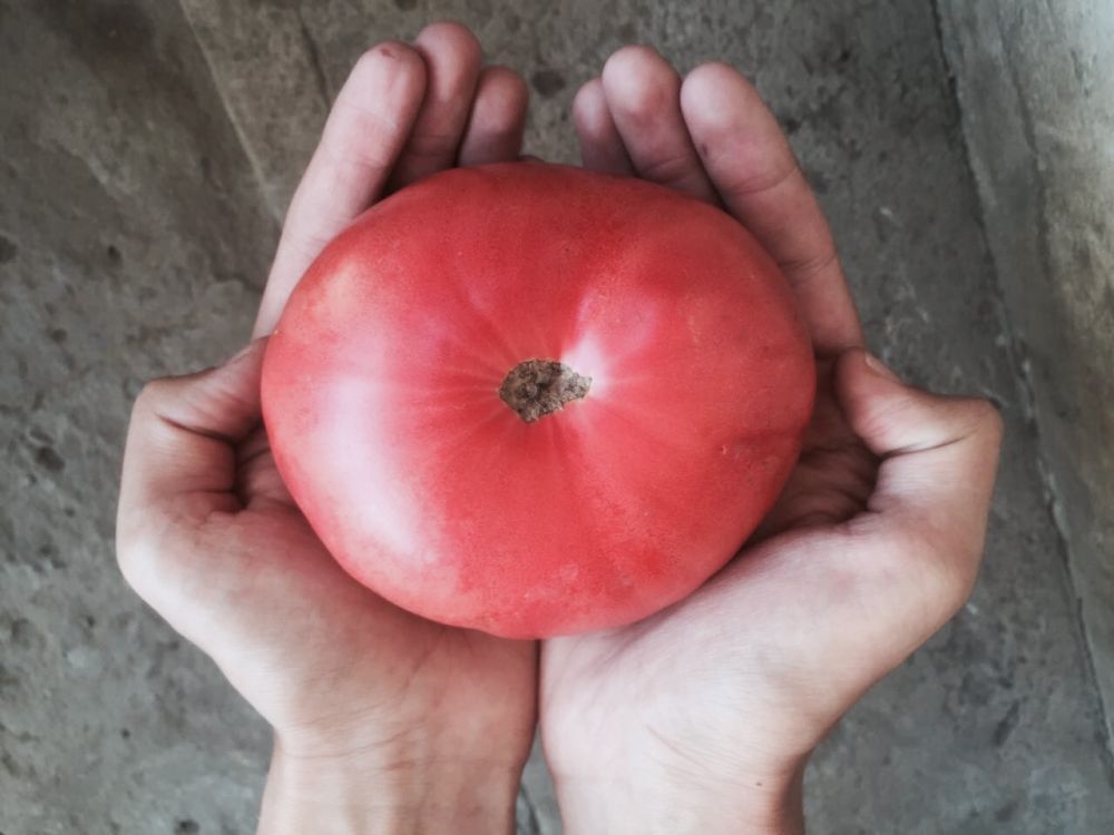 Фото Марии Литвиновой из г. Благодарного: «Вот такие помидорчики! Угощайтесь!» 