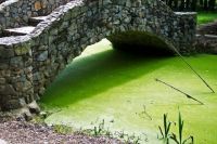 Цветущие сине-зелёные водоросли - бедствие многих водоёмов.