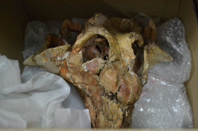 Череп пситтакозавра - одна из уникальных кузбасских находок, которую покажут учёным из разных стран мира.