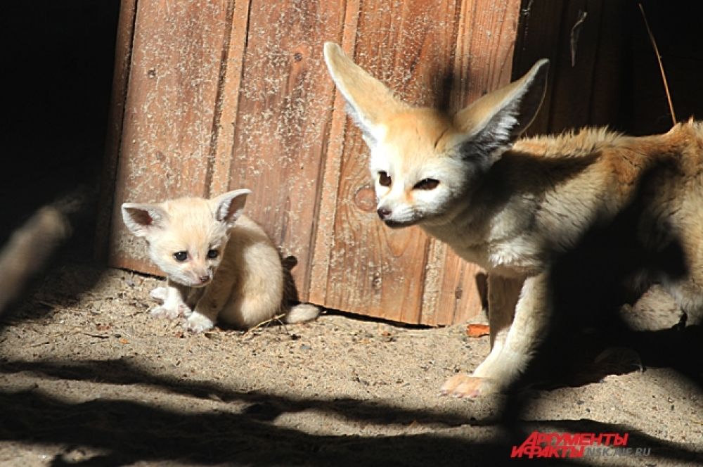 Лисица следит за своими детёнышами и настороженно относится к гостям зоопарка.