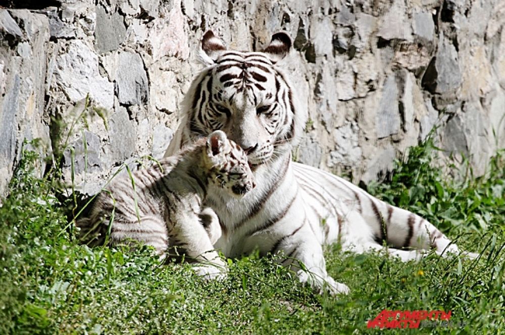 У пары бенгальских тигров Зао и Зайка четвёртый раз родился малыш. 