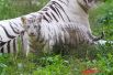 Конкуренцию белому медвежонку может составить белый тигрёнок. Только гулять его мама выводит не часто.