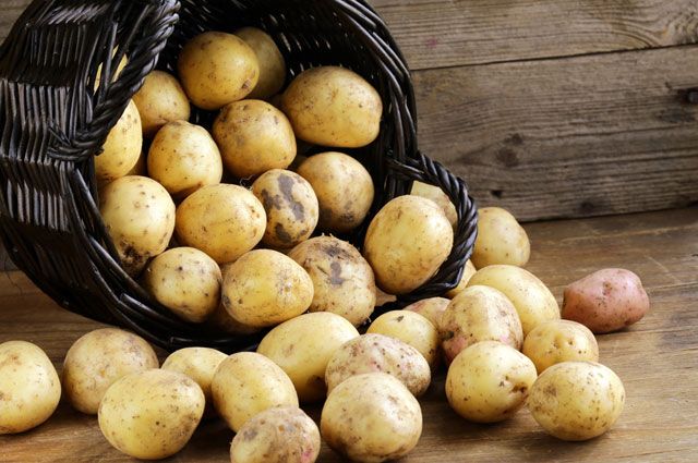 Historie výskytu brambor v Rusku