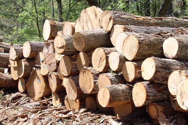 На Приангарье приходится до 70% нелегально заготавливаемой древесины в России.