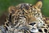 Дальневосточный леопард. В настоящее время дальневосточный леопард находится на грани вымирания. Это самый редкий из подвидов леопарда: по состоянию на февраль 2015 года в дикой природе сохранилось 57 особей на территории национального парка «Земля леопарда» и от 8 до 12 в Китае.