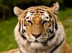Амурский тигр. Один из самых малочисленных подвидов тигра: по предварительным данным тигриной переписи 2015 года, на Российском Дальнем Востоке обитает 540 особей.
