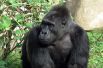 Западная горилла. Лихорадка Эбола снизила их численность в охраняемых территориях на одну треть в период с 1992 по 2007 год. Браконьерство, коммерческие лесозаготовки и гражданские войны в странах, где обитают гориллы, также являются угрозами для этого вида животных.