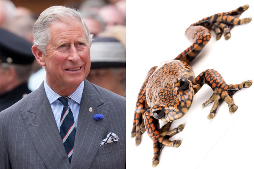 Принц Чарльз Уэльский и лягушка Hyloscirtus princecharlesi.