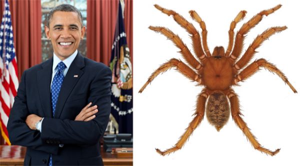 У Барака Обамы уже есть один тезка: паук Aptostichus barackobamai.