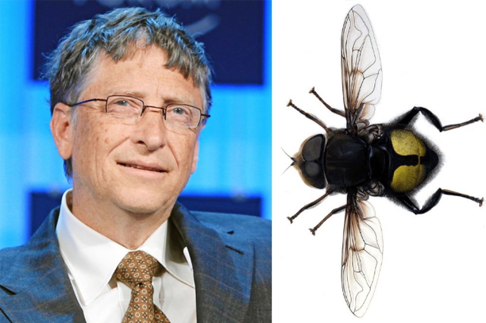 Билл Гейтс и муха-журчалка Eristalis gatesi.