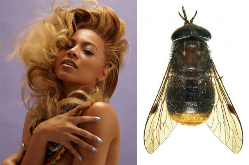 Бейонсе и муха Scaptia beyonceae.