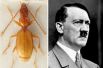 Адольф Гитлер и пещерный жук-жужелица Anophthalmus hitleri.