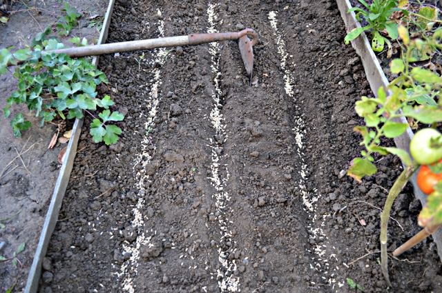 Сеем горох и перекапываем. Как легко восстановить почву после сбора урожая