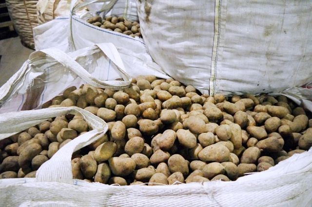 Калининградские фермеры начали уборку овощей и картофеля.