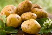 Польза и вред картошки пюре