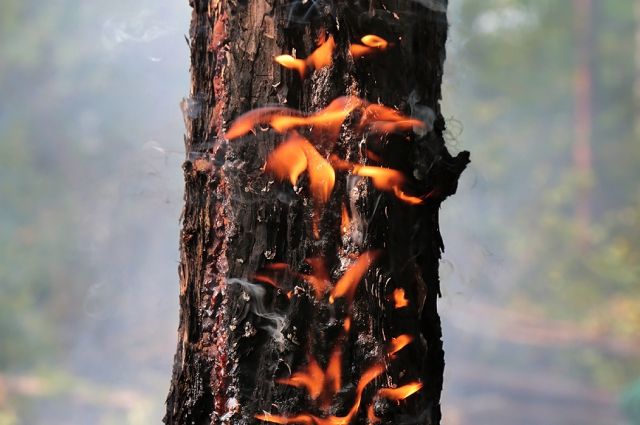 Почти 2 млн га лесов охвачены огнём в Иркутской области и Красноярском крае.