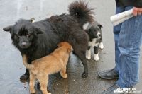В Калининграде владелица пса разбила авто мужчины за замечание ее собаке.