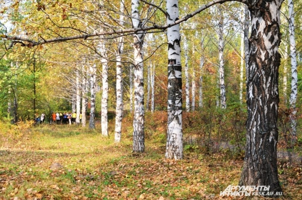 Тихо падают с берез осенние листочки.