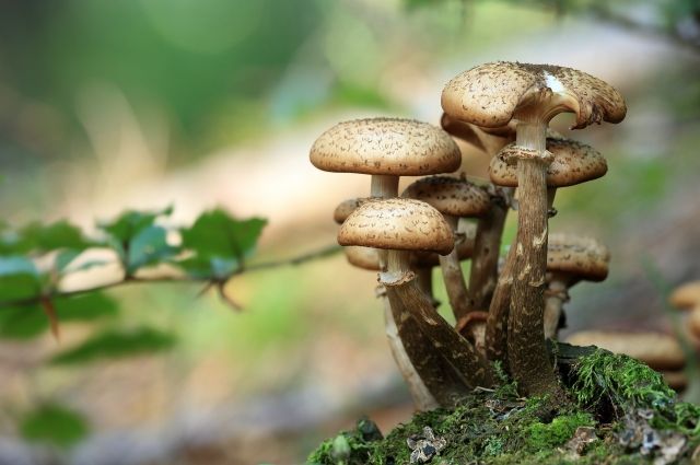 Сезон грибов привел к большому количеству потерявшихся в лесах.