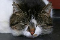 Мурлыканье кошек -это звуковые и ультразвуковые волны определенной частоты, оказывающие успокаивающее действие на нервную систему.