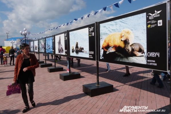 В центре города работала фотовыставка с редчайшими кадрами морских обитателей.